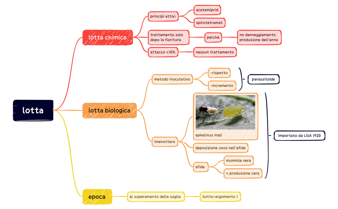 afide lanigero melo preview 1