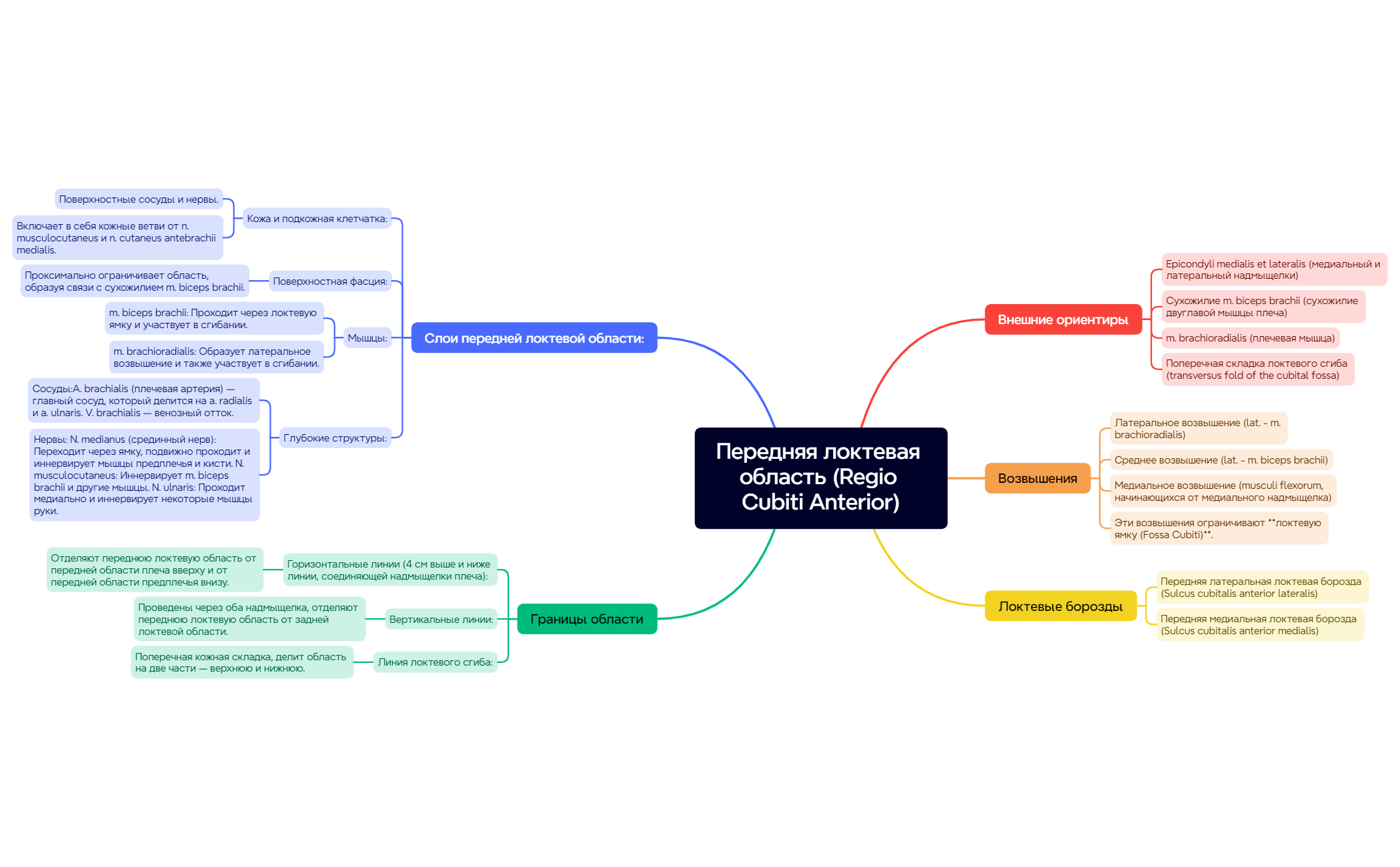 Передняя локтевая область preview 1