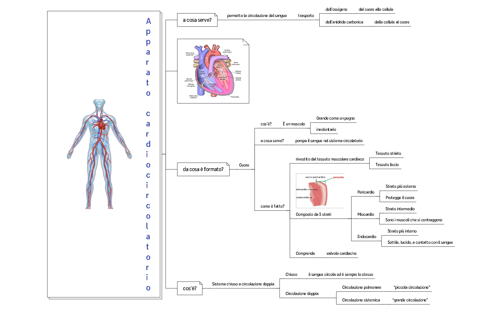 sistema cardiocircolatorio preview 1