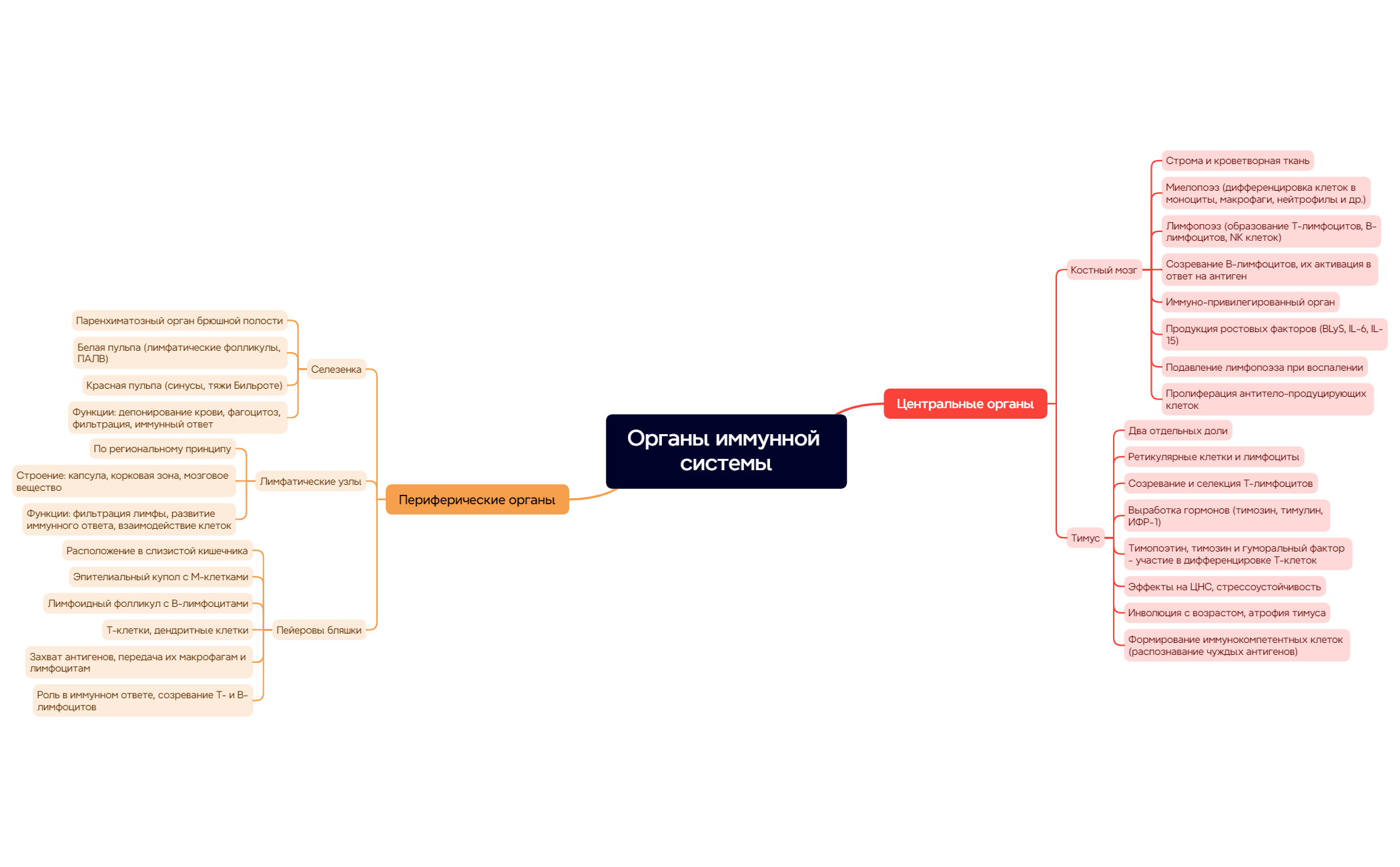 Органы иммунной системы preview 1