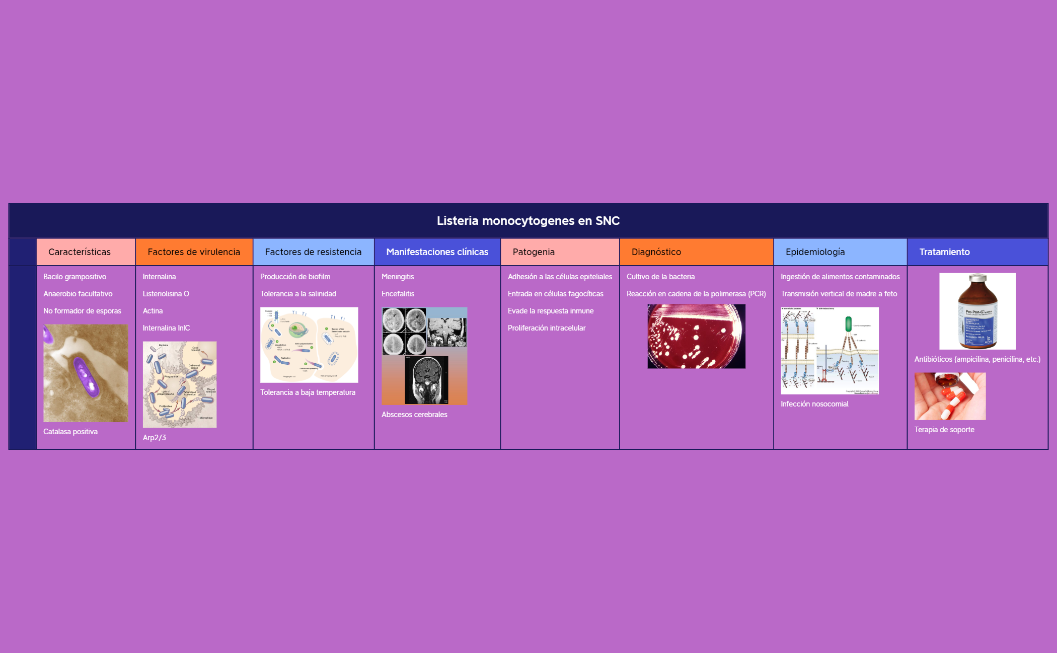 Listeria monocytogenes en SNC preview 1