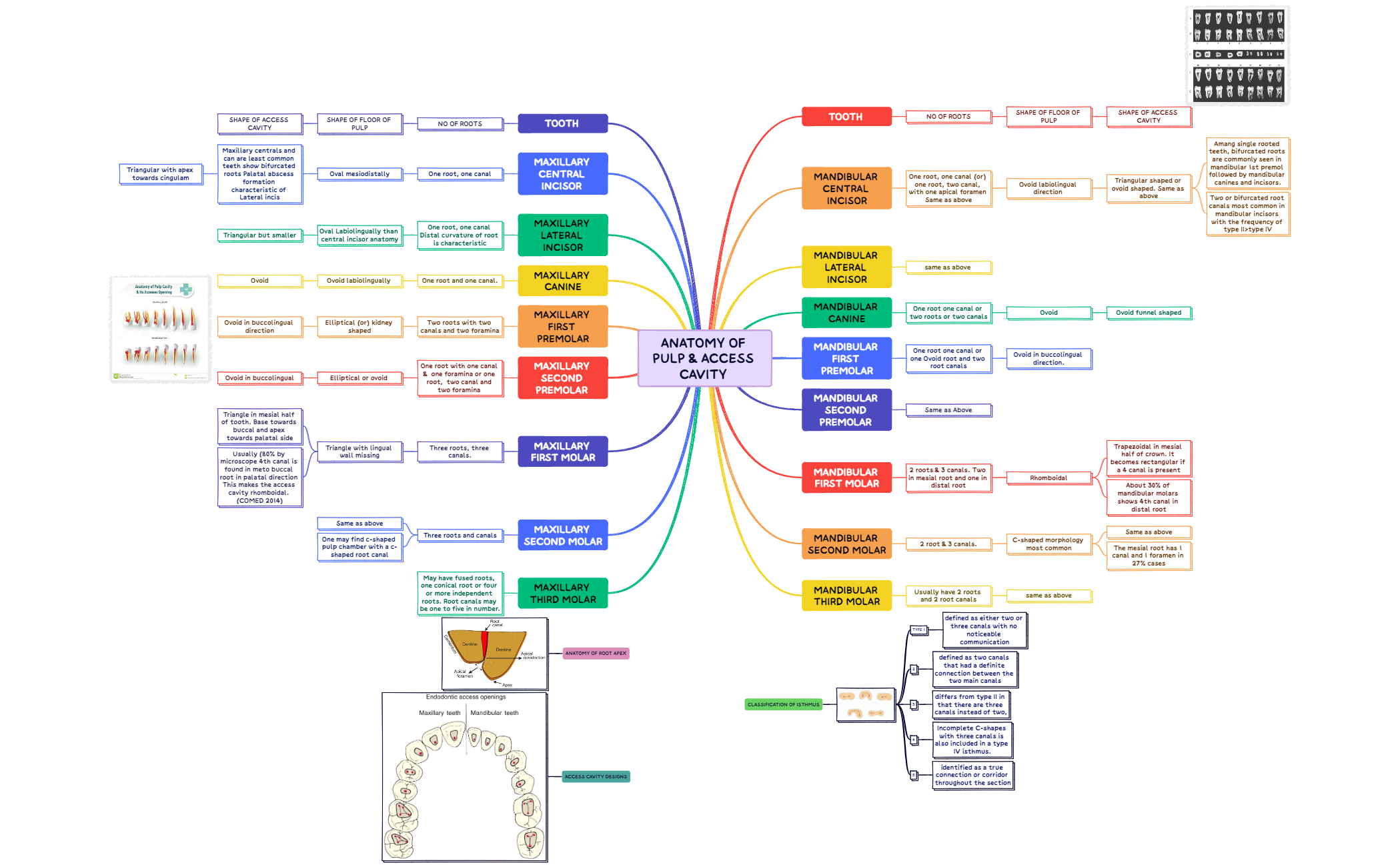 Anatomy of Pulp & Access Cavity preview 1
