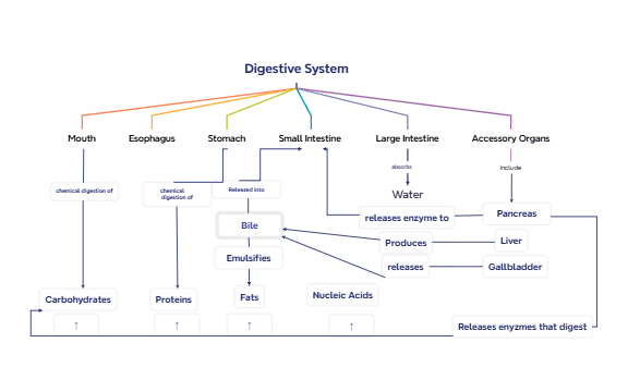 Digestive System preview 1
