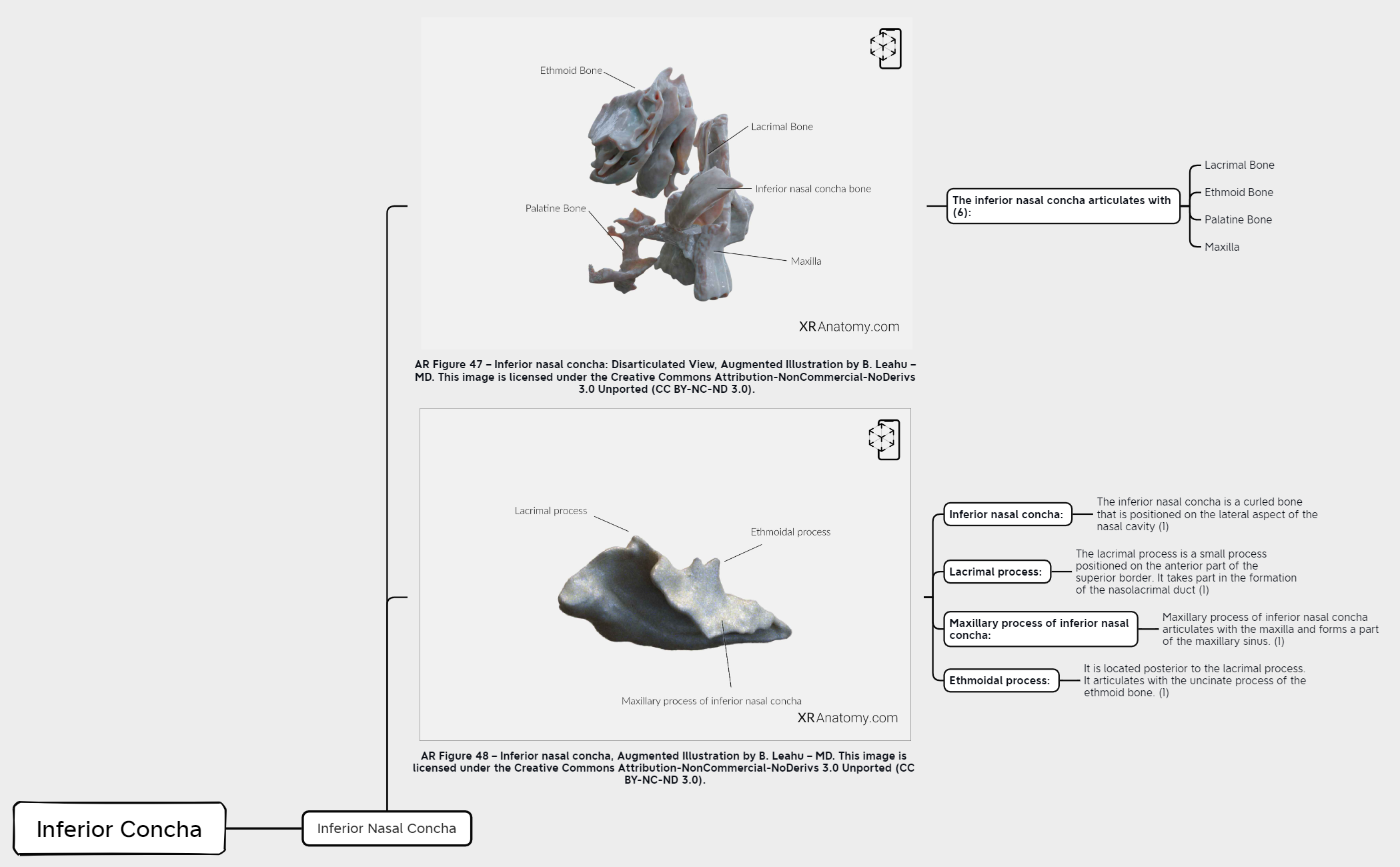 Inferior Concha preview 1
