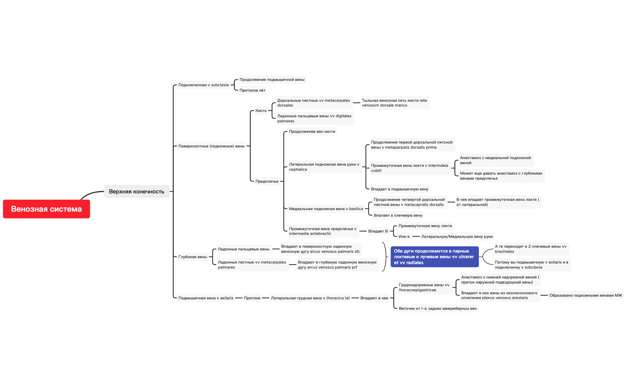 Вены верхней конечности preview 1
