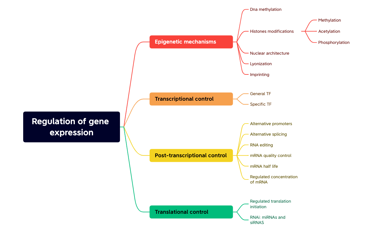 Regulation of gene expression - XMind Template