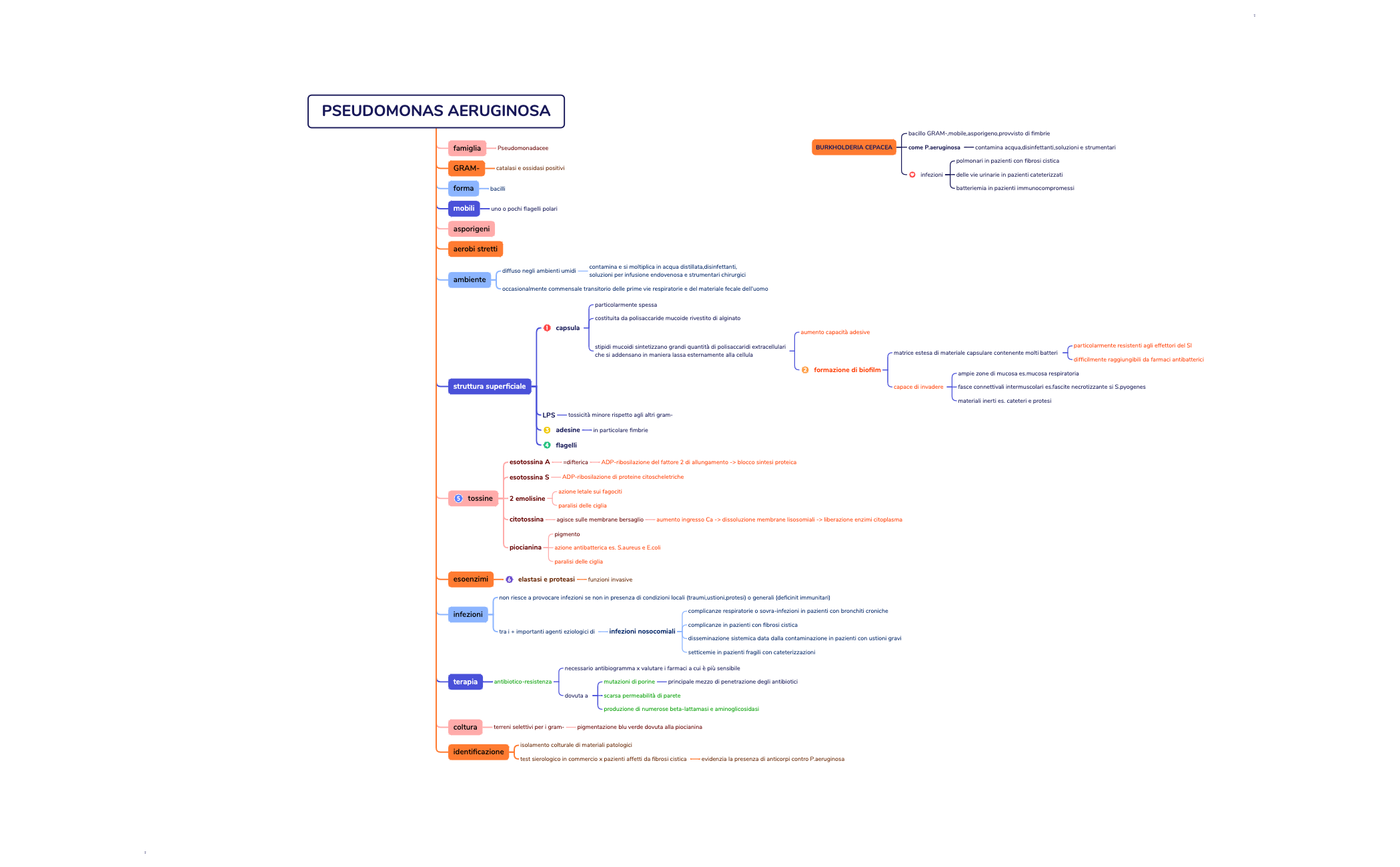 PSEUDOMONAS AERUGINOSA preview 1