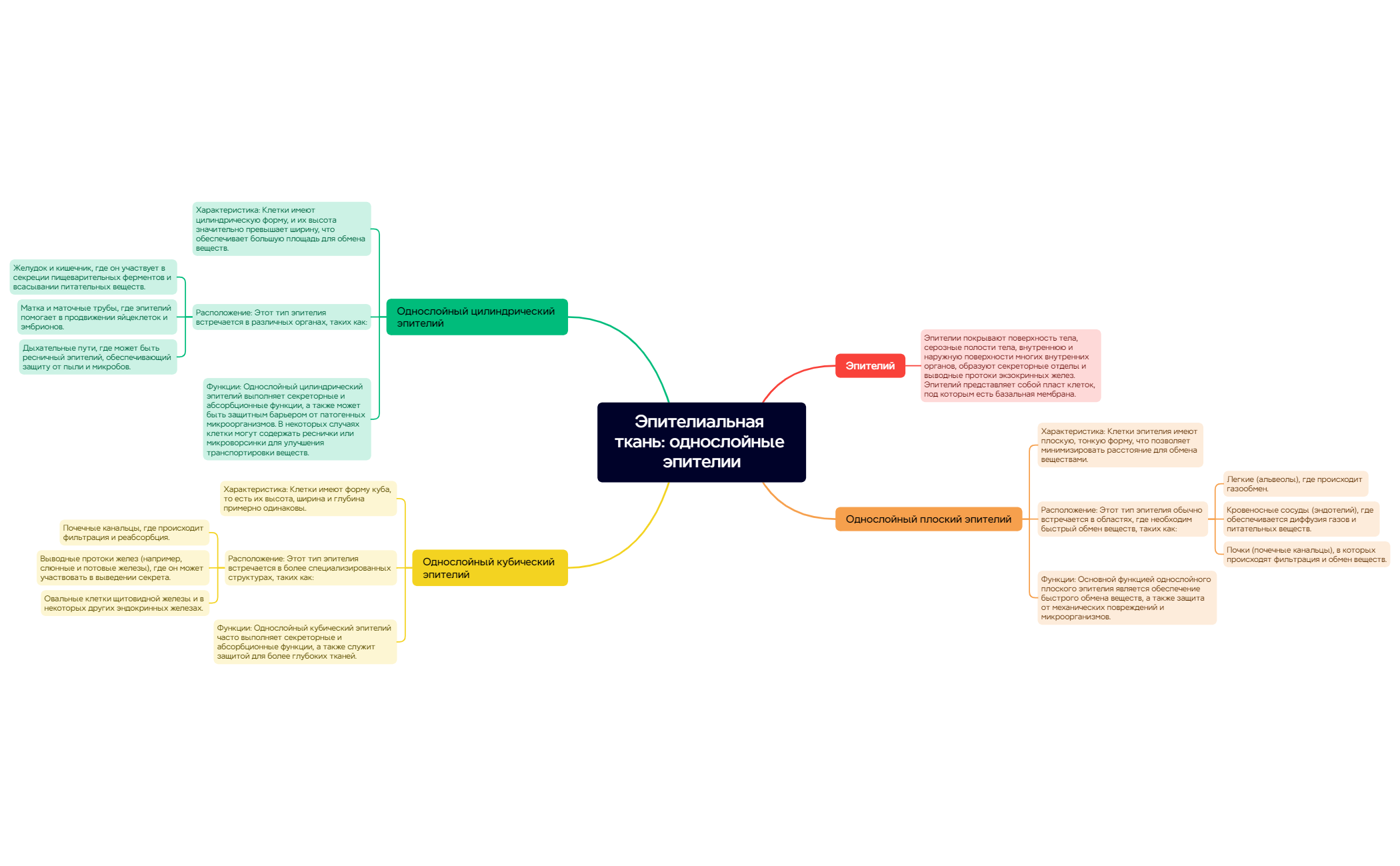 Эпителиальная ткань однослойные эпителии preview 1