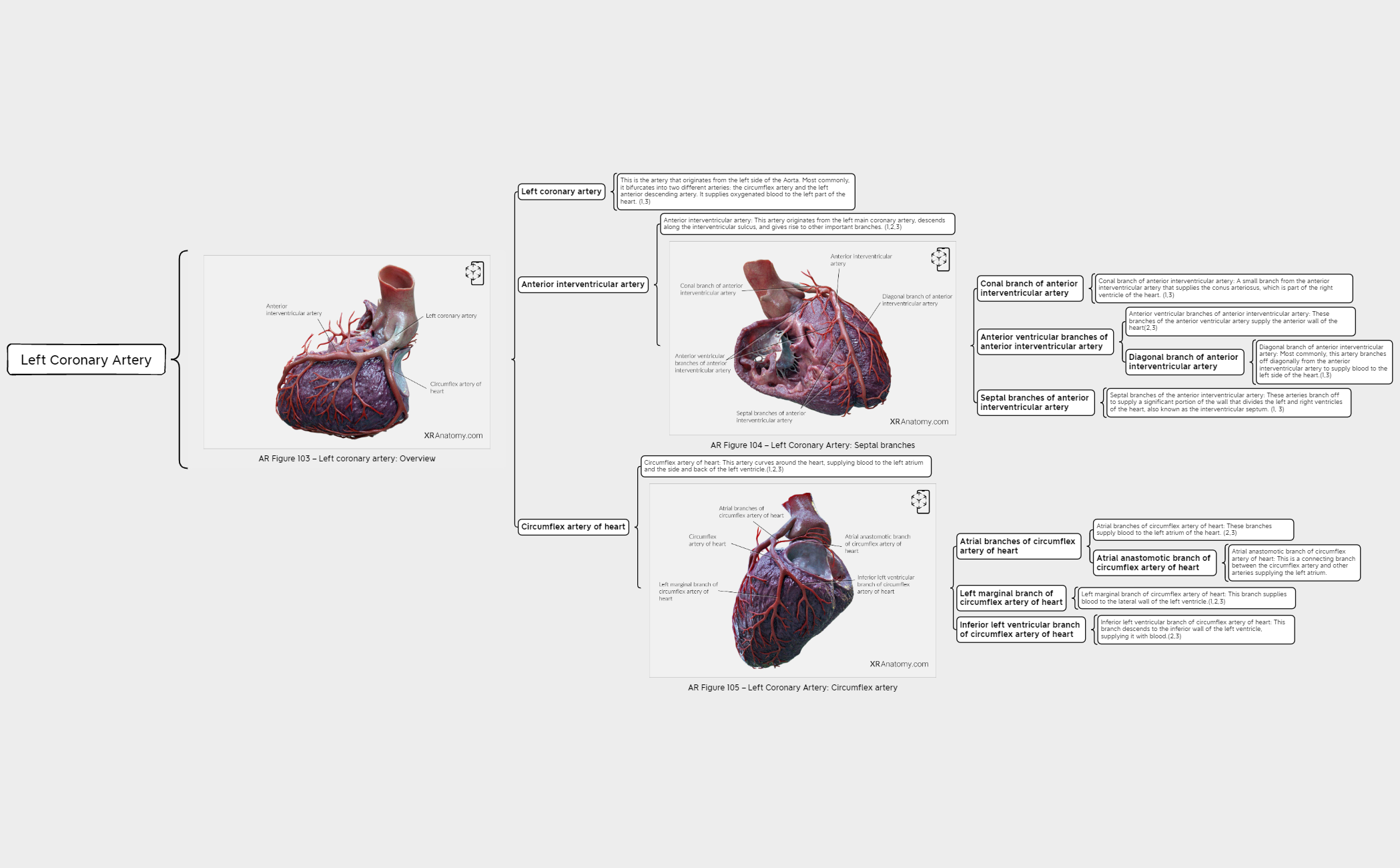 Left coronary artery preview 1