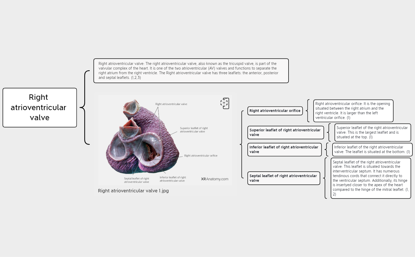 Right atrioventricular valve preview 1