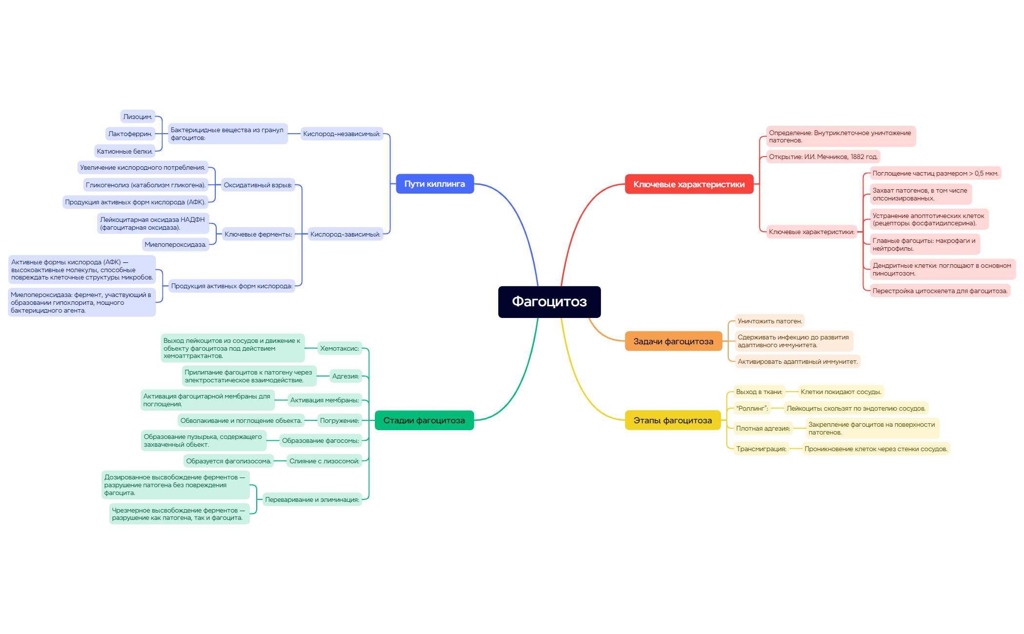 Фагоцитоз preview 1