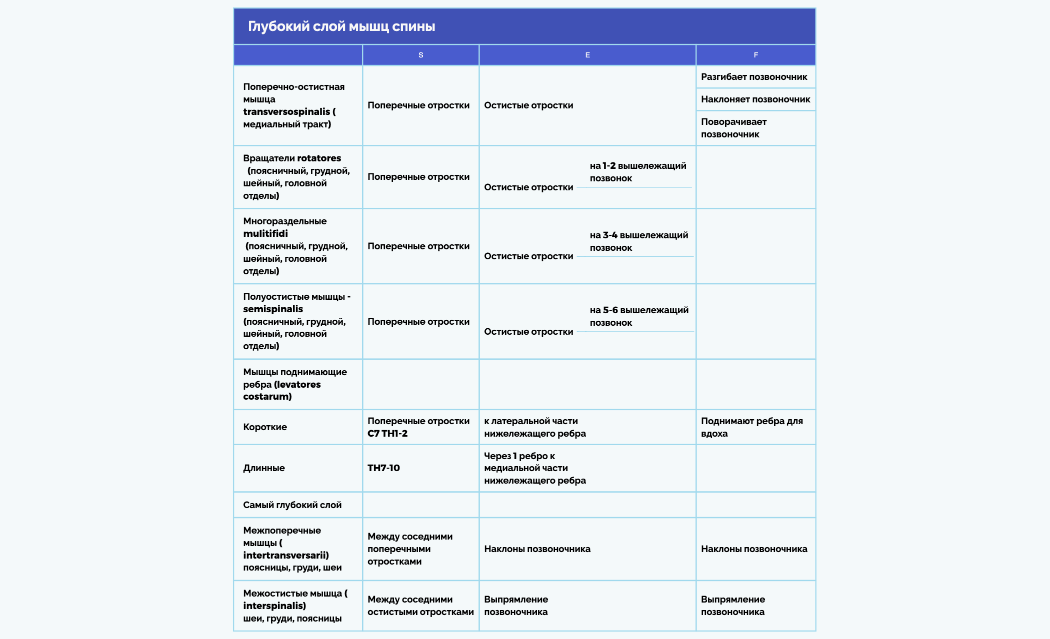 Поперечно-остистая мышца + поднимающие ребра самый глубокий слой preview 1