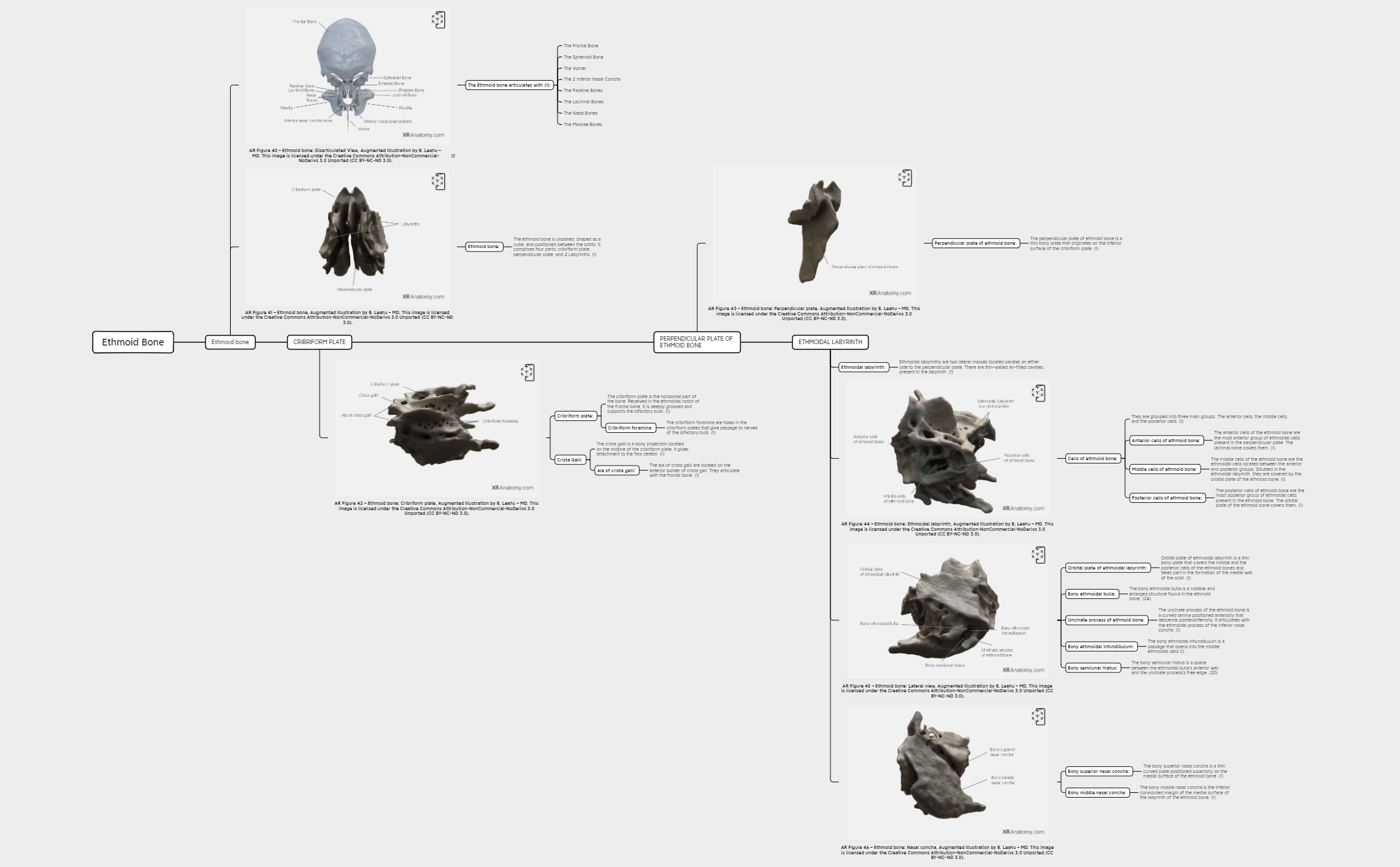Ethmoid Bone preview 1
