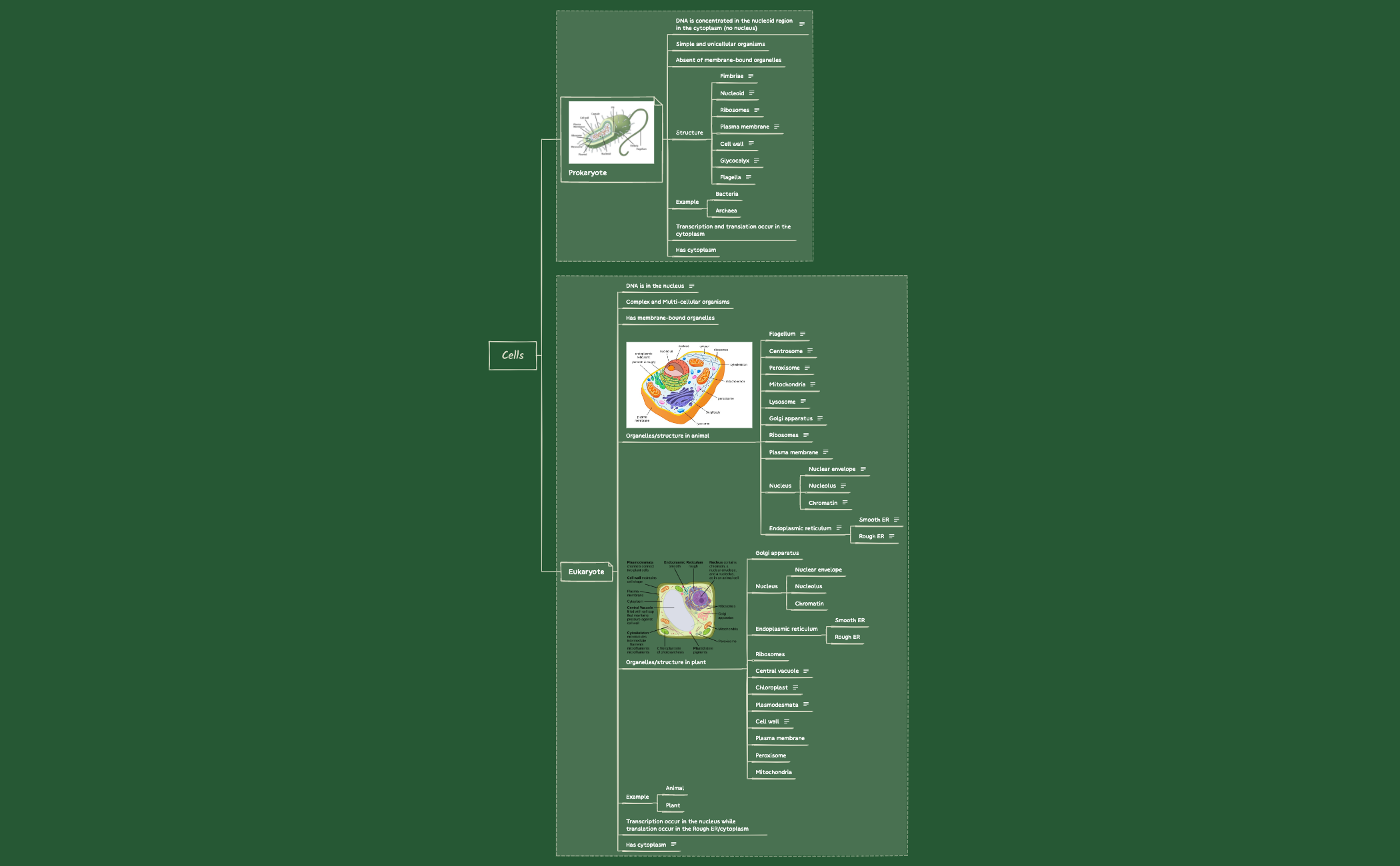 Prokaryote vs Eukaryote_NURAIHANAH NAJIHAH BINTI ZAIDI_MSC222026.xmind preview 1