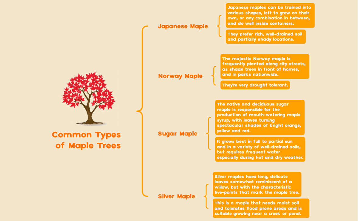 Common Types of Maple Trees preview 1