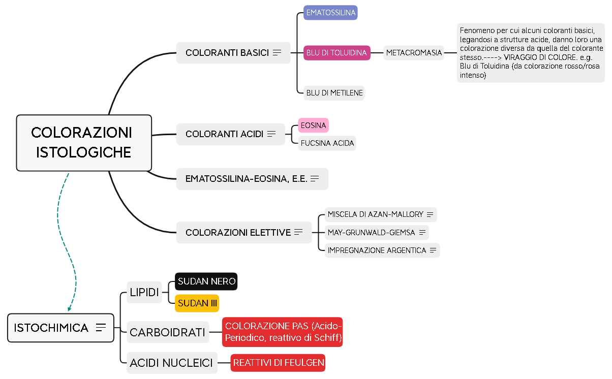 COLORAZIONI ISTOLOGICHE preview 1