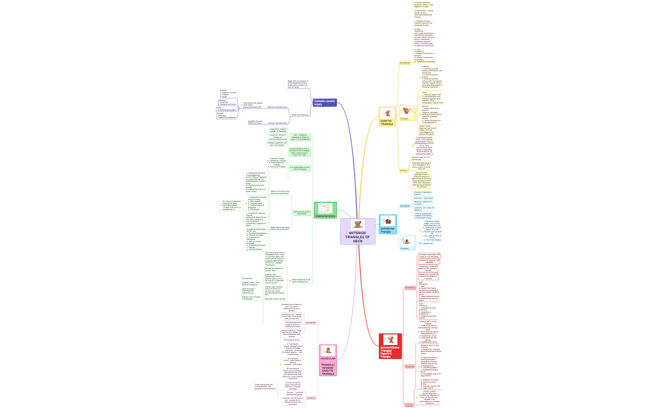 Anterior triangles of neck preview 1