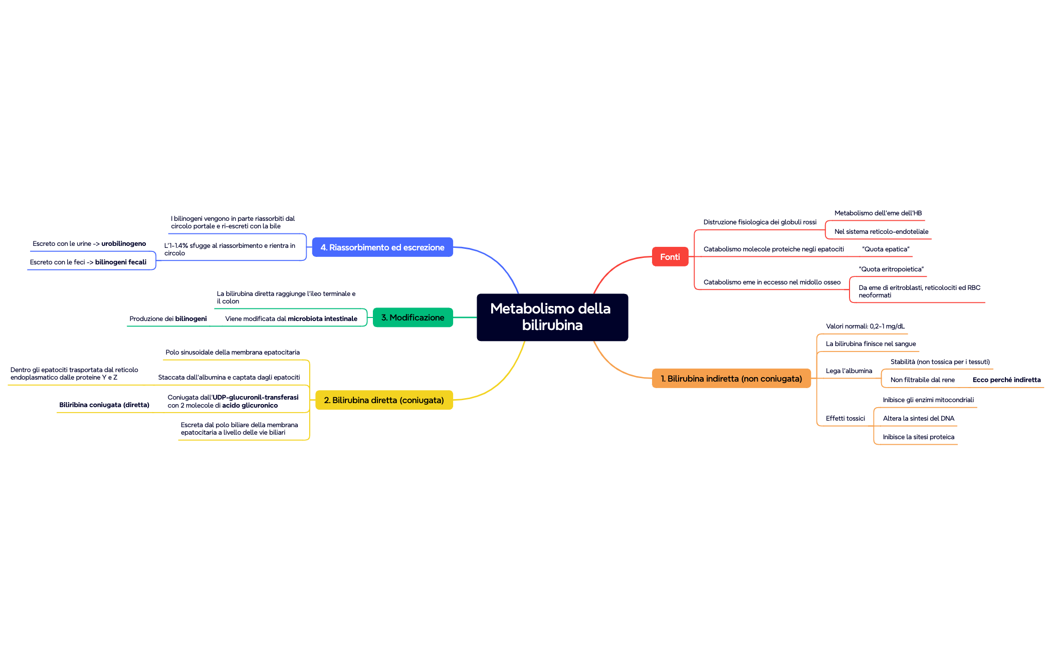 Metabolismo della bilirubina preview 1