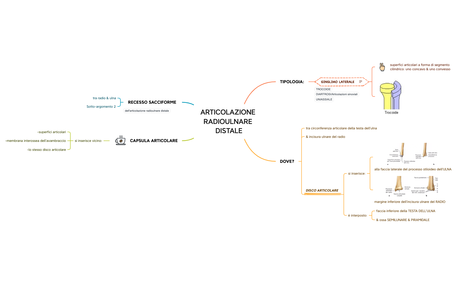 ARTICOLAZIONE RADIOULNARE DISTALE preview 1