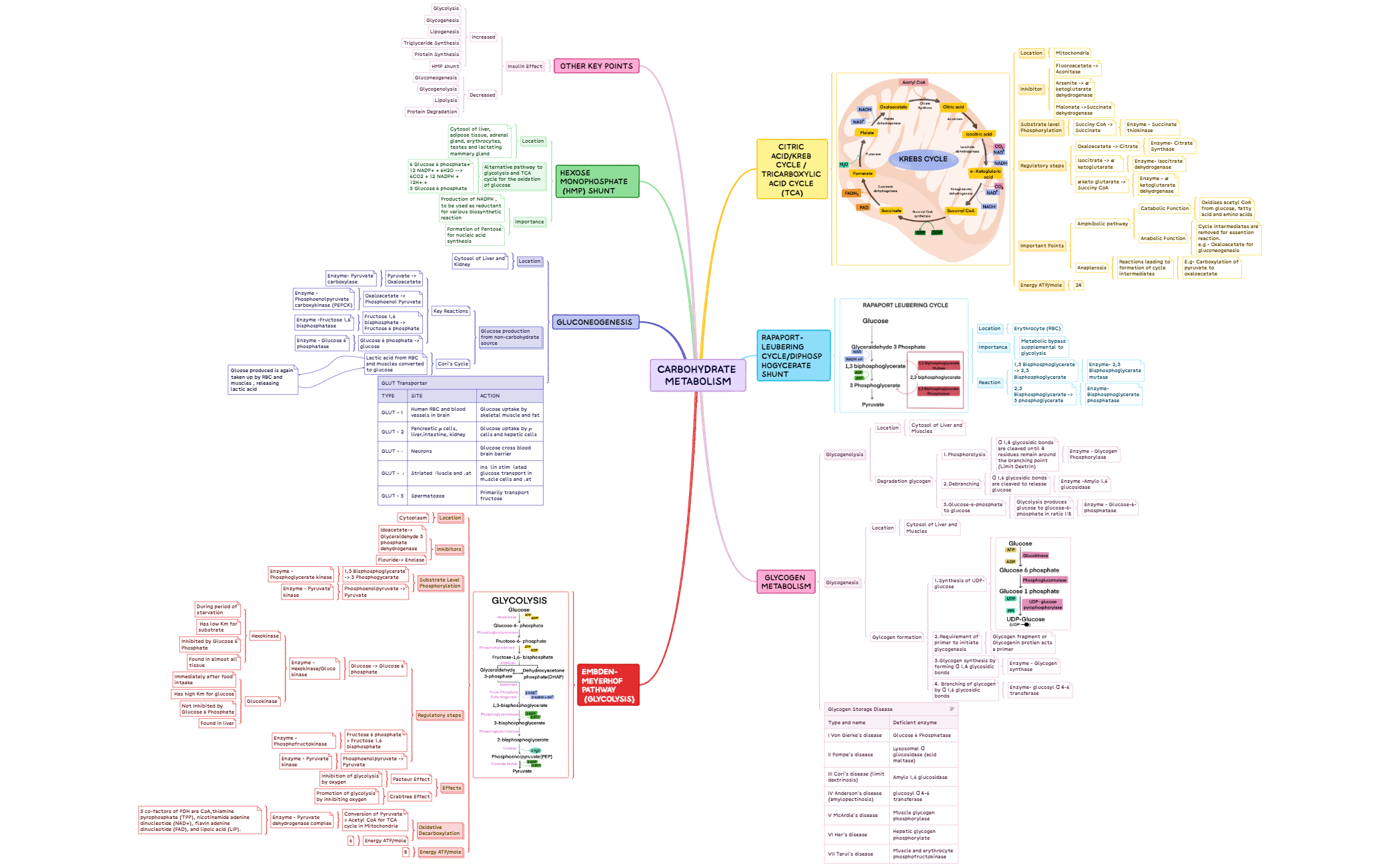 CARBOHYDRATE METABOLISM preview 1