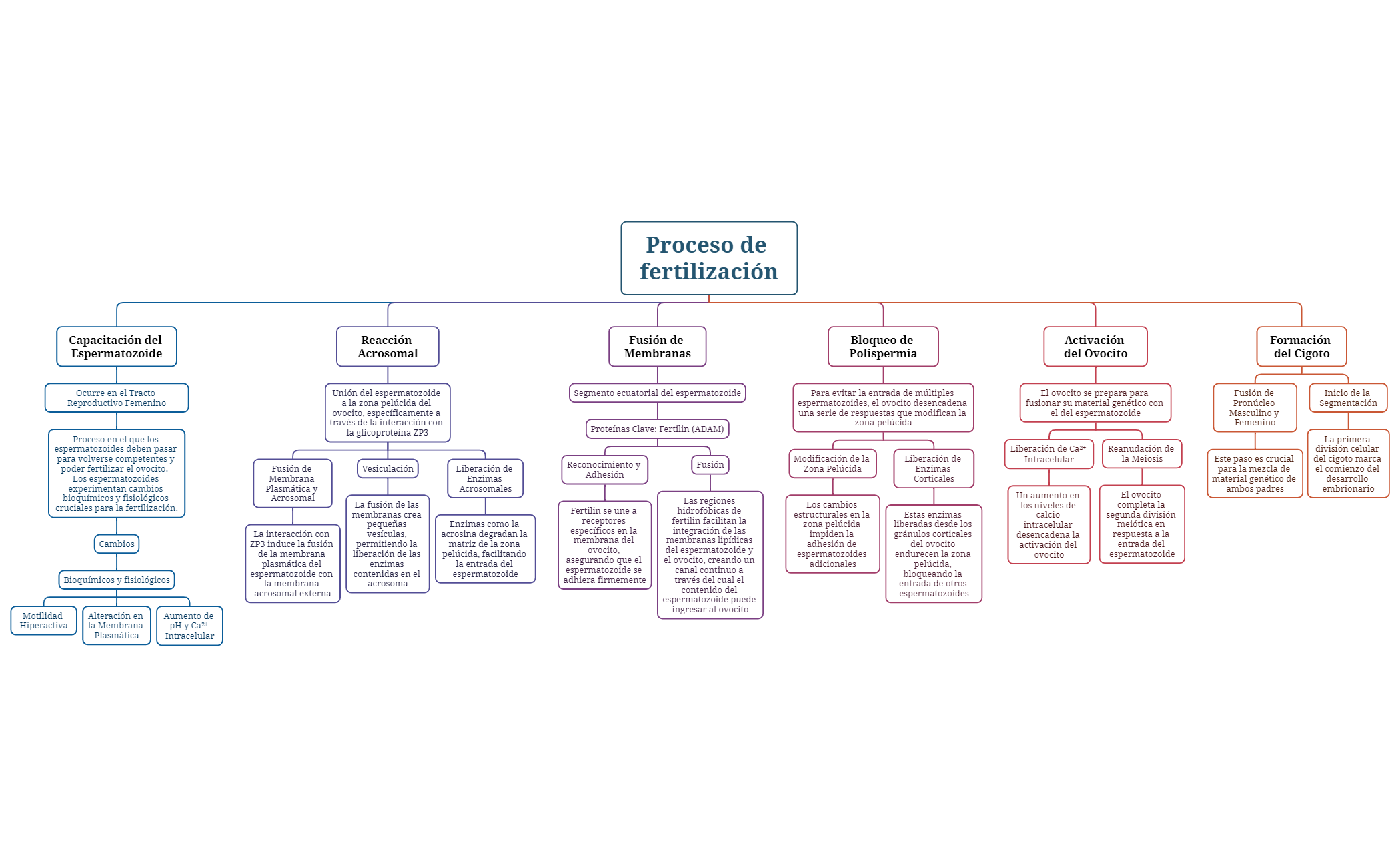 Proceso de fertilización preview 1