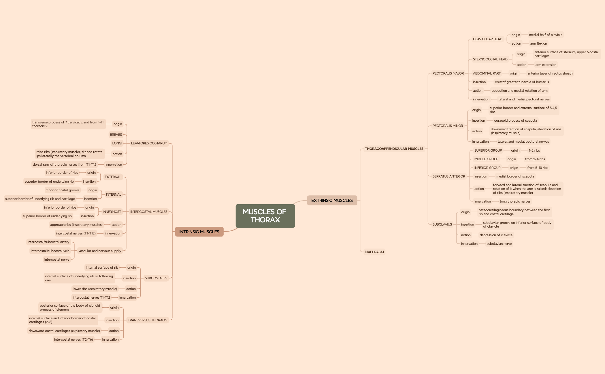 Mappa mentale preview 1