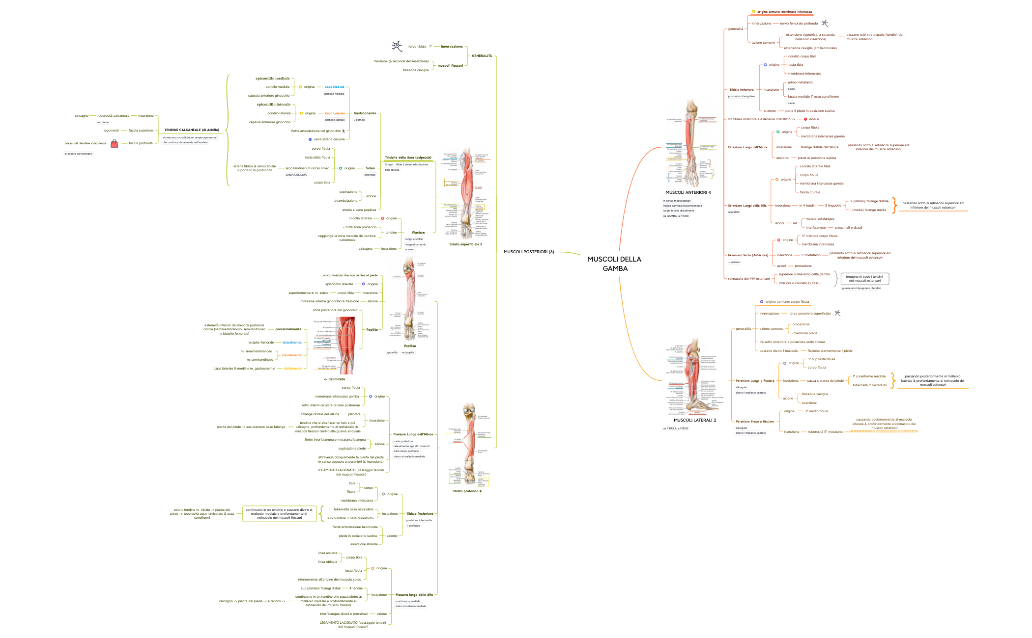 MUSCOLI DELLA GAMBA preview 1