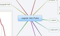  Jugular Vein Pulse 