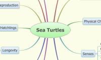  Sea Turtles