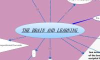  THE BRAIN AND LEARNING