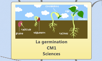 La germination
CM1
Sciences