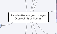 La rainette aux yeux rouges (Agalychnis callidryas)