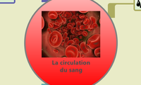 La circulation
du sang