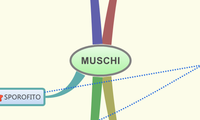 MUSCHI