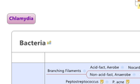 Bacteria