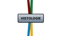 HISTOLOGIE