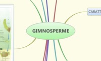 GIMNOSPERME