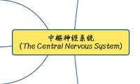 中樞神經系統 (The Central Nervous System)