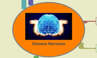 Sistema Nervioso