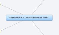 Anatomy Of A Dicotyledonous Plant  