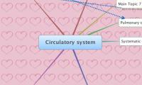 Circulatory system