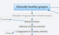 Clinically healthy gingiva