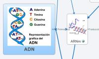 ADN