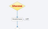 Glucose