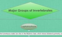 Major Groups of Invertebrates