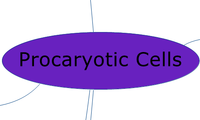 Procaryotic Cells