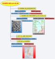 FASES DE LA I.G.M