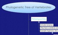 Phylogenetic Tree of Vertebrates