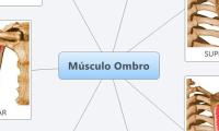 Músculo Ombro