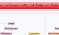 The Vascular System of Choroid, Retina and Optic nerve.
